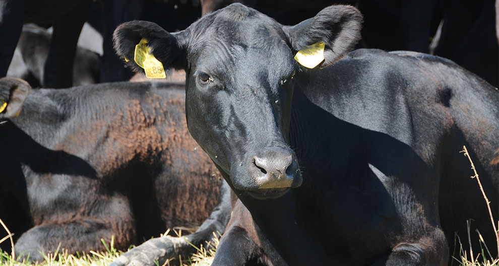 A black cow with a yellow ear tag is resting in a field with other cows.