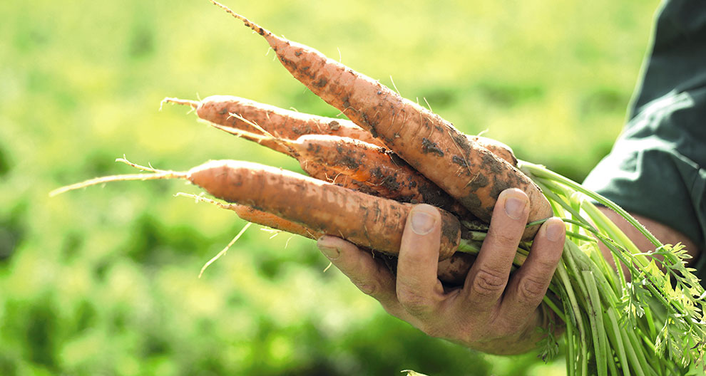 A hand holds freshly harvested carrots with green tops against a blurred green background.