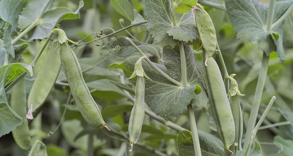 A close-up of green pea pods on a plant.