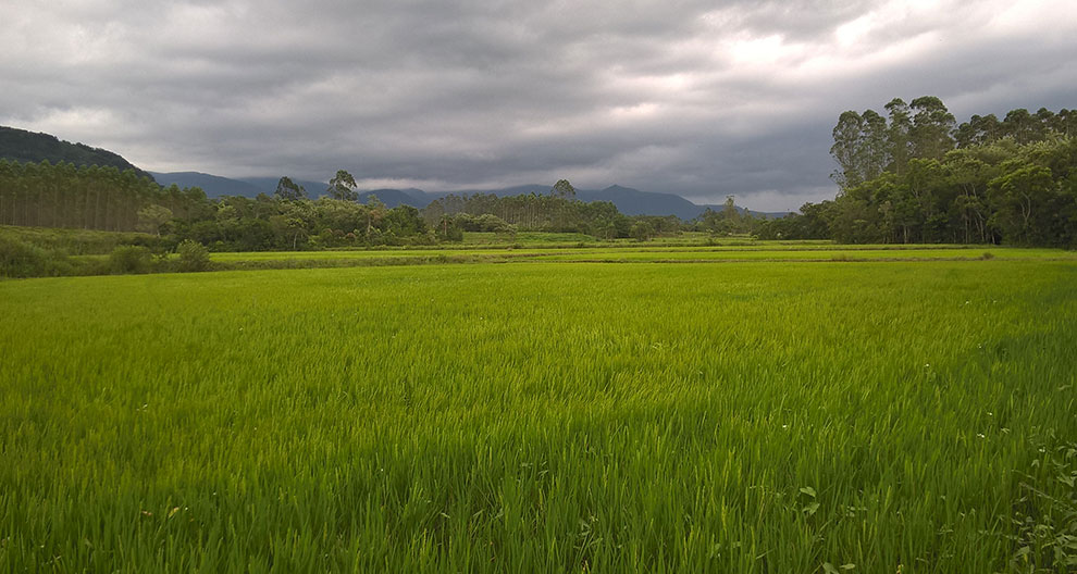 A vast green paddy field stretches out towards a dense forest and mountain range under a cloudy sky.