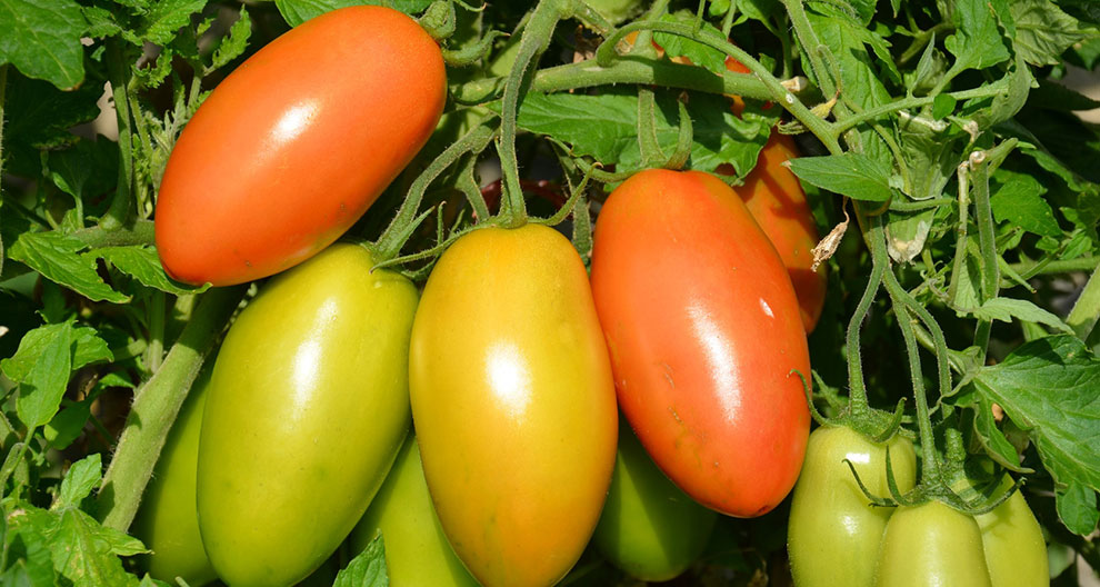 Ripe tomatoes in varying stages of coloration are attached to their green stems amidst lush green leaves.
