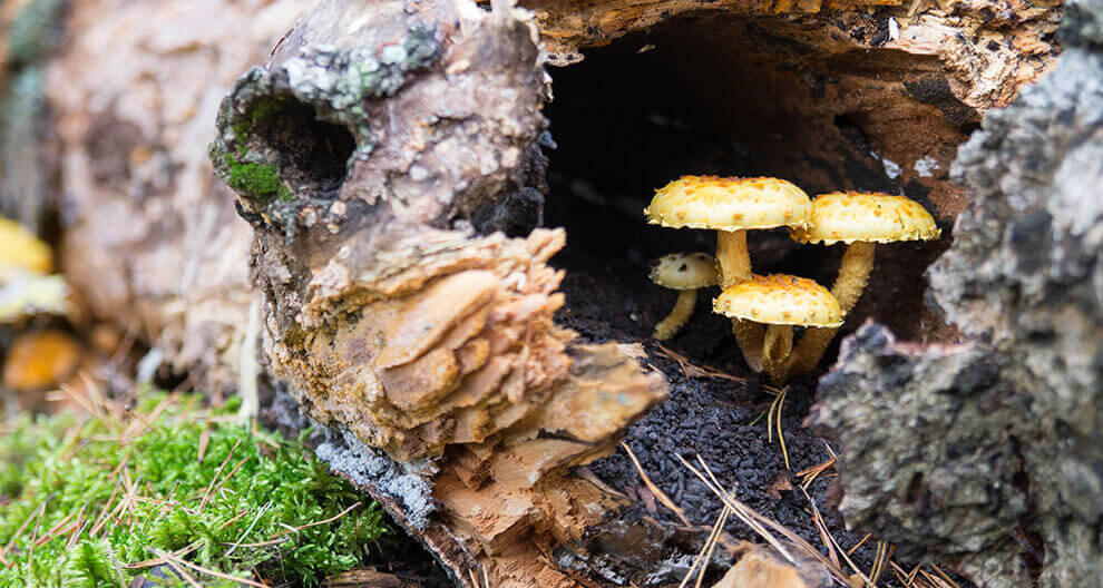 Mushrooms emerge from a decaying log surrounded by moss and forest debris.