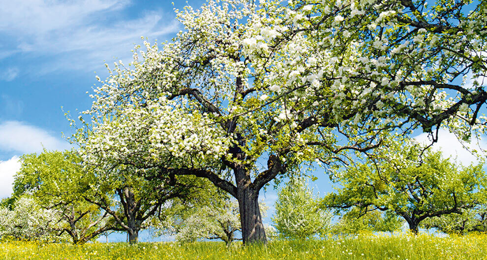A blossoming tree stands tall amidst a field of yellow flowers under a clear blue sky.