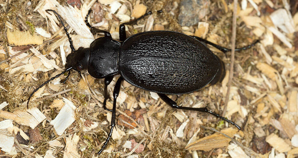 A dark beetle is on a textured ground.